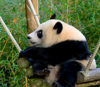ouwehands_dierenpark_TH_1220