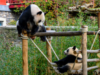 ouwehands_dierenpark_TH_1219