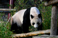ouwehands_dierenpark_TH_1221