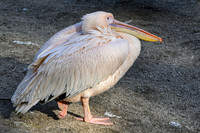 ouwehands_dierenpark_TH_1223