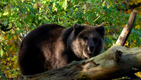ouwehands_dierenpark_TH_1226