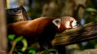 ouwehands_dierenpark_TH_1224