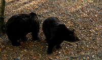 ouwehands_dierenpark_TH_1225