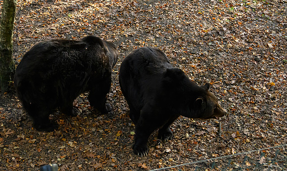 ouwehands_dierenpark_TH_1225