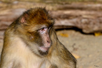 ouwehands_dierenpark_TH_1227