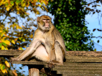 ouwehands_dierenpark_TH_1228