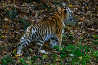 ouwehands_dierenpark_TH_1229