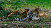 ouwehands_dierenpark_TH_1230