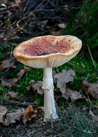rondje_scoot_TH_1242