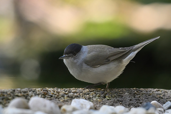 enterveenhut_TH_0566