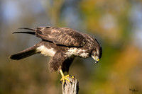 vogelhut_zuna_TH_1249