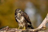 vogelhut_zuna_TH_1247