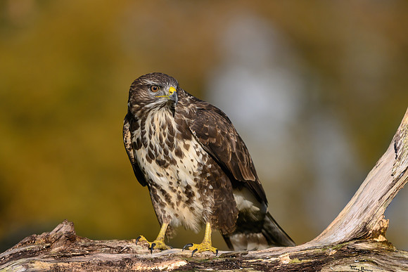 vogelhut_zuna_TH_1247