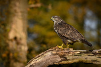 vogelhut_zuna_TH_1250