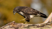 vogelhut_zuna_TH_1248