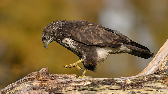 vogelhut_zuna_TH_1248