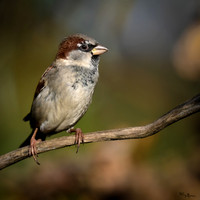 vogelhut_zuna_TH_1253