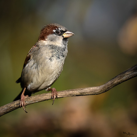 vogelhut_zuna_TH_1253