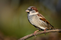 vogelhut_zuna_TH_1254