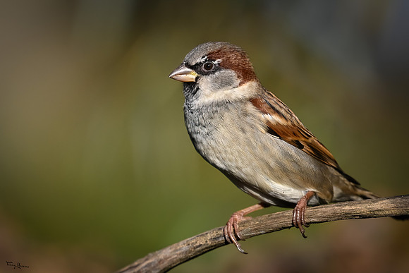 vogelhut_zuna_TH_1254