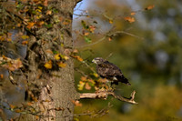 vogelhut_zuna_TH_1255