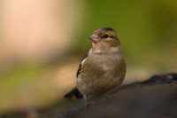 vogelhut_zuna_TH_1256