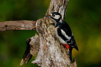 vogelhut_zuna_TH_1257