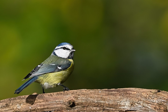 vogelhut_zuna_TH_1263