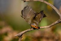 vogelhut_zuna_TH_1264
