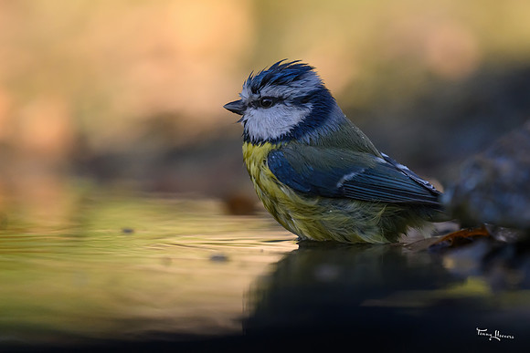 vogelhut_zuna_TH_1265