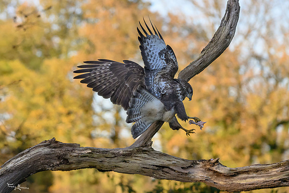 vogelhut_zuna_TH_1267