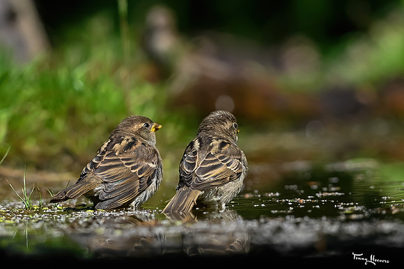tuinhut1_TH_0684