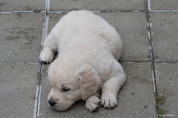 pups-joplynn-5weken_TH_1905