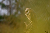 valk_roofvogels_TH_1269