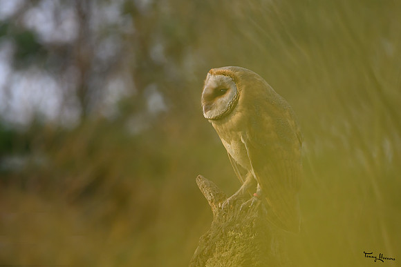 valk_roofvogels_TH_1269