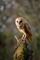 valk_roofvogels_TH_1270