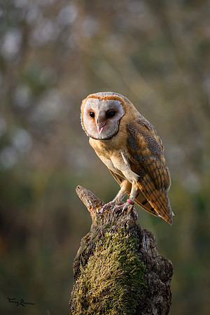 valk_roofvogels_TH_1270