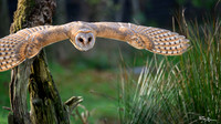 valk_roofvogels_TH_1271