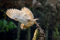 valk_roofvogels_TH_1272