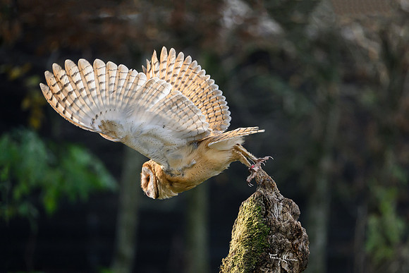 valk_roofvogels_TH_1272