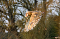 valk_roofvogels_TH_1274