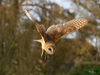 valk_roofvogels_TH_1273