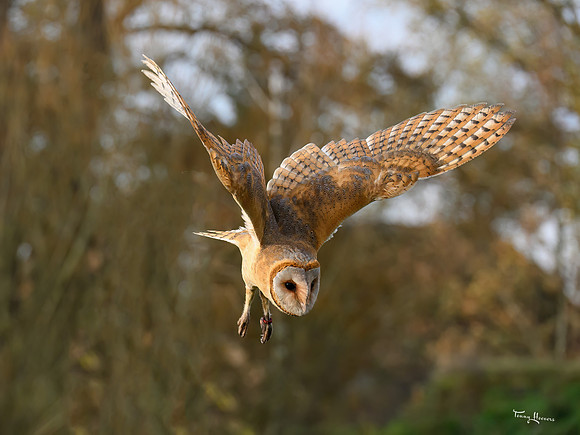 valk_roofvogels_TH_1273