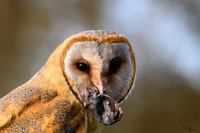 valk_roofvogels_TH_1275
