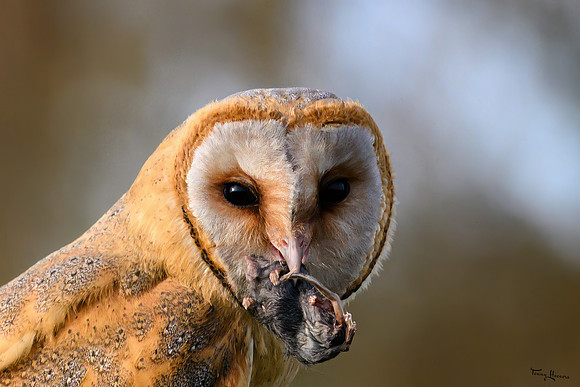valk_roofvogels_TH_1275