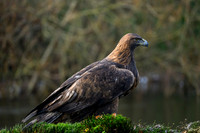 valk_roofvogels_TH_1278