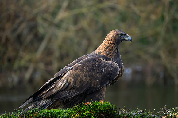 valk_roofvogels_TH_1278