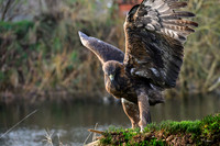 valk_roofvogels_TH_1276