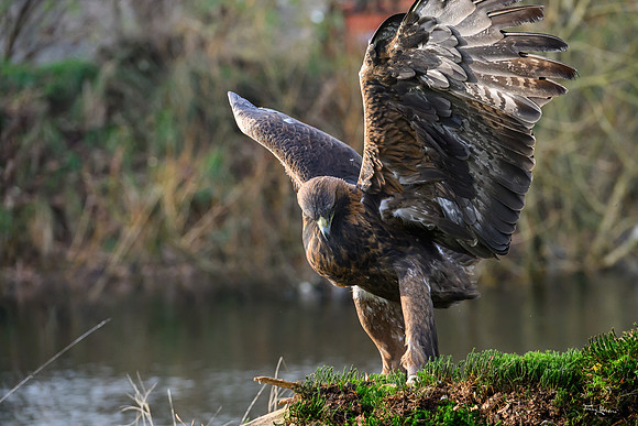 valk_roofvogels_TH_1276
