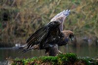 valk_roofvogels_TH_1277
